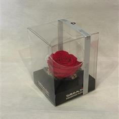 for ever  rose in glass 