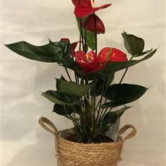 Anthurium red 