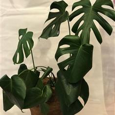 monstera plant 
