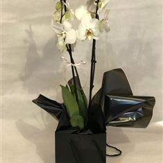 white orchid 